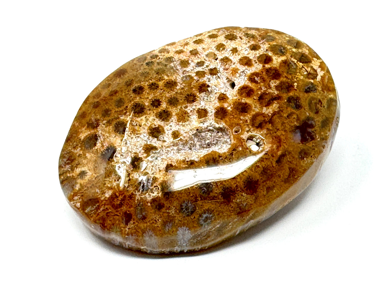 Fossil Coral Pebble 6.7cm