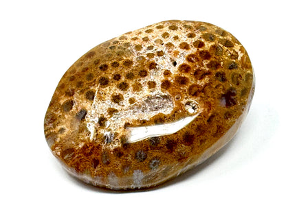 Fossil Coral Pebble 6.7cm