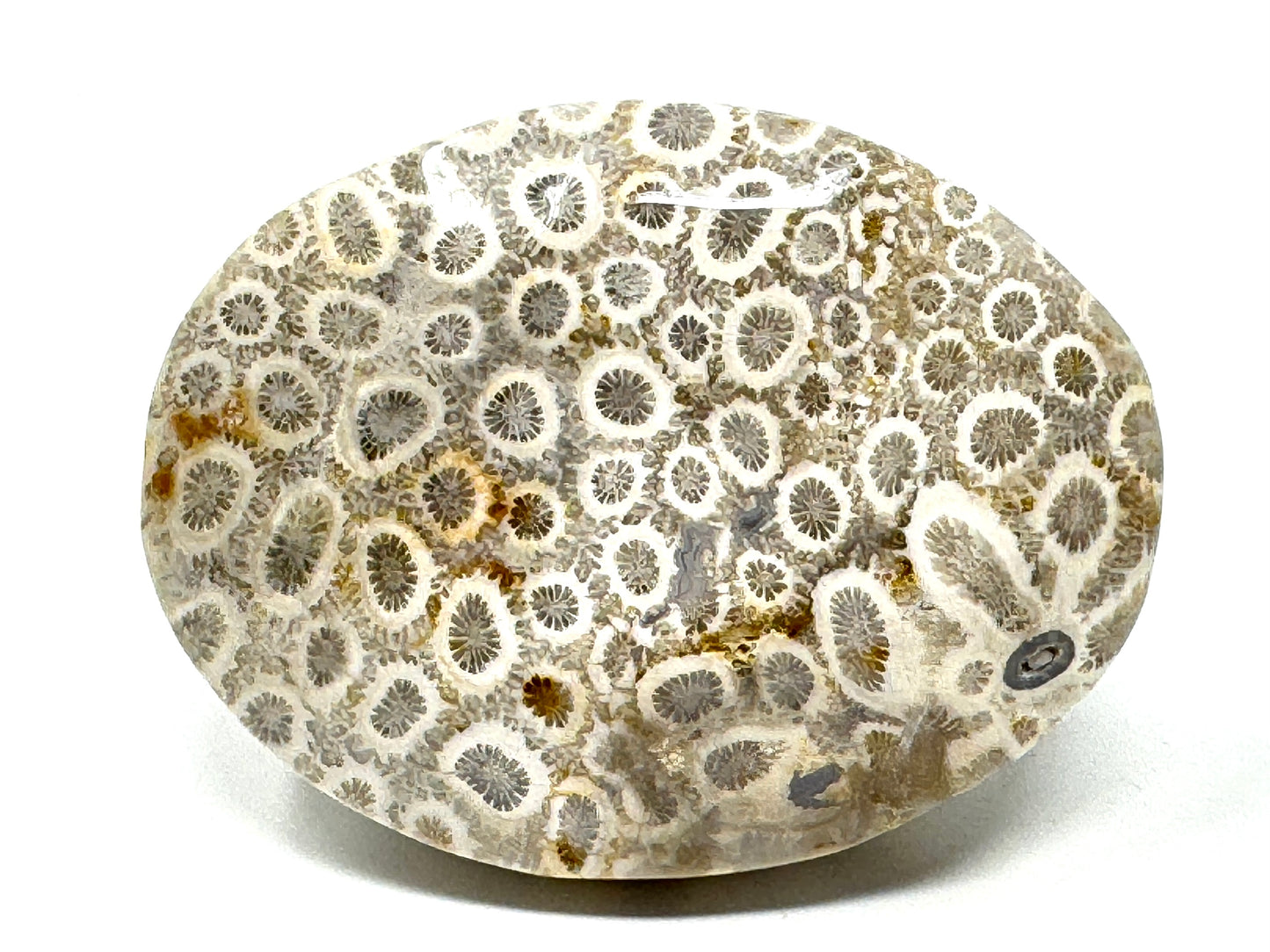 Fossil Coral Pebble 6.5cm