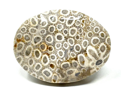Fossil Coral Pebble 6.5cm