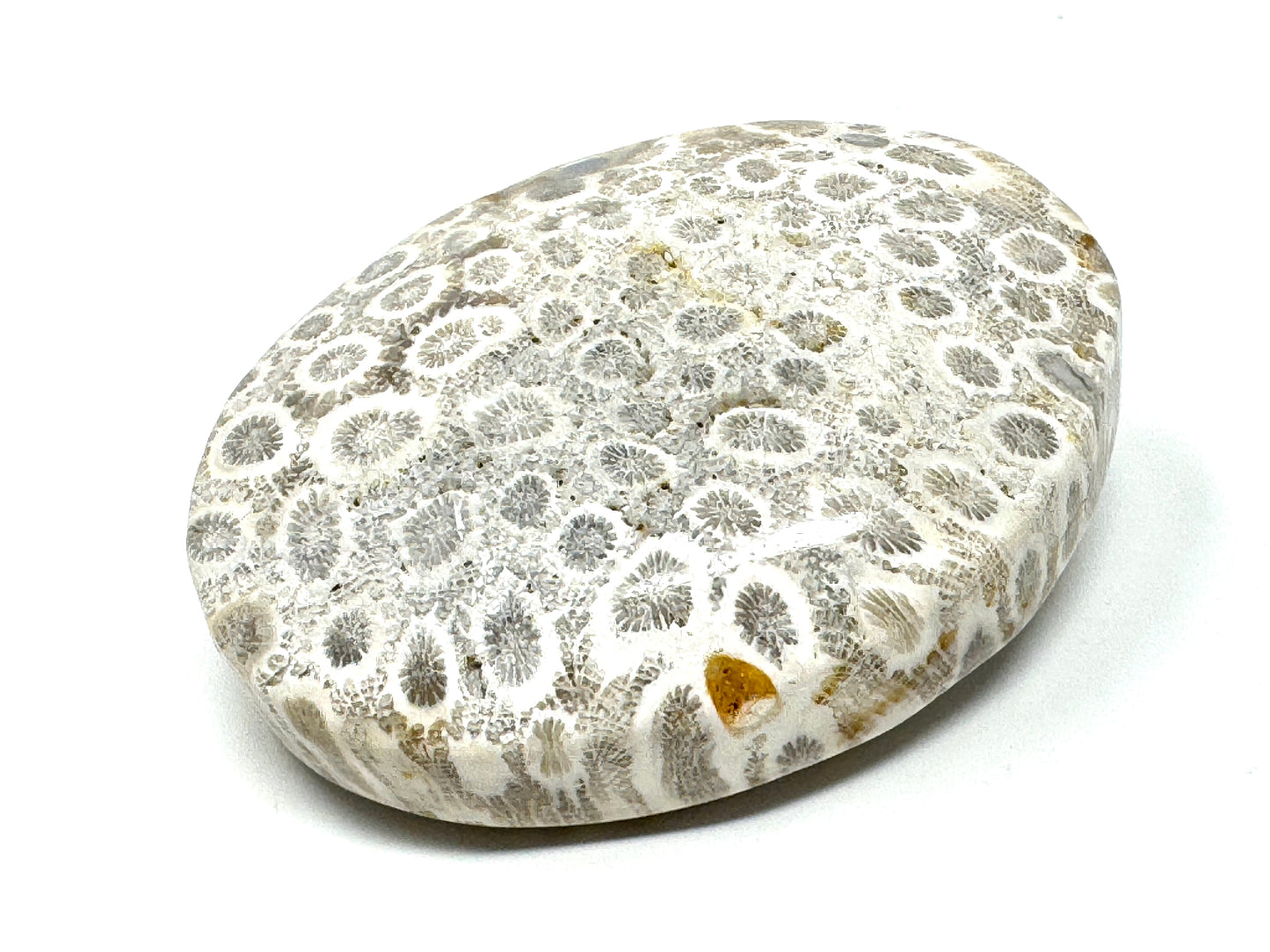 Fossil Coral Pebble 6.5cm