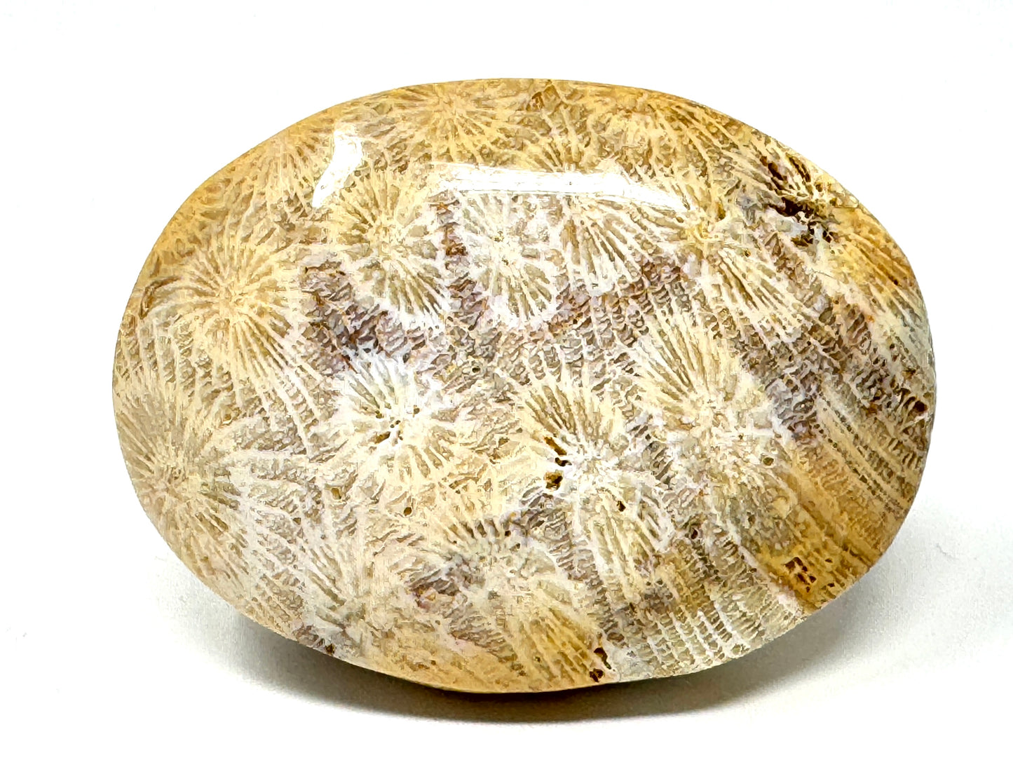 Fossil Coral Pebble 7.1cm