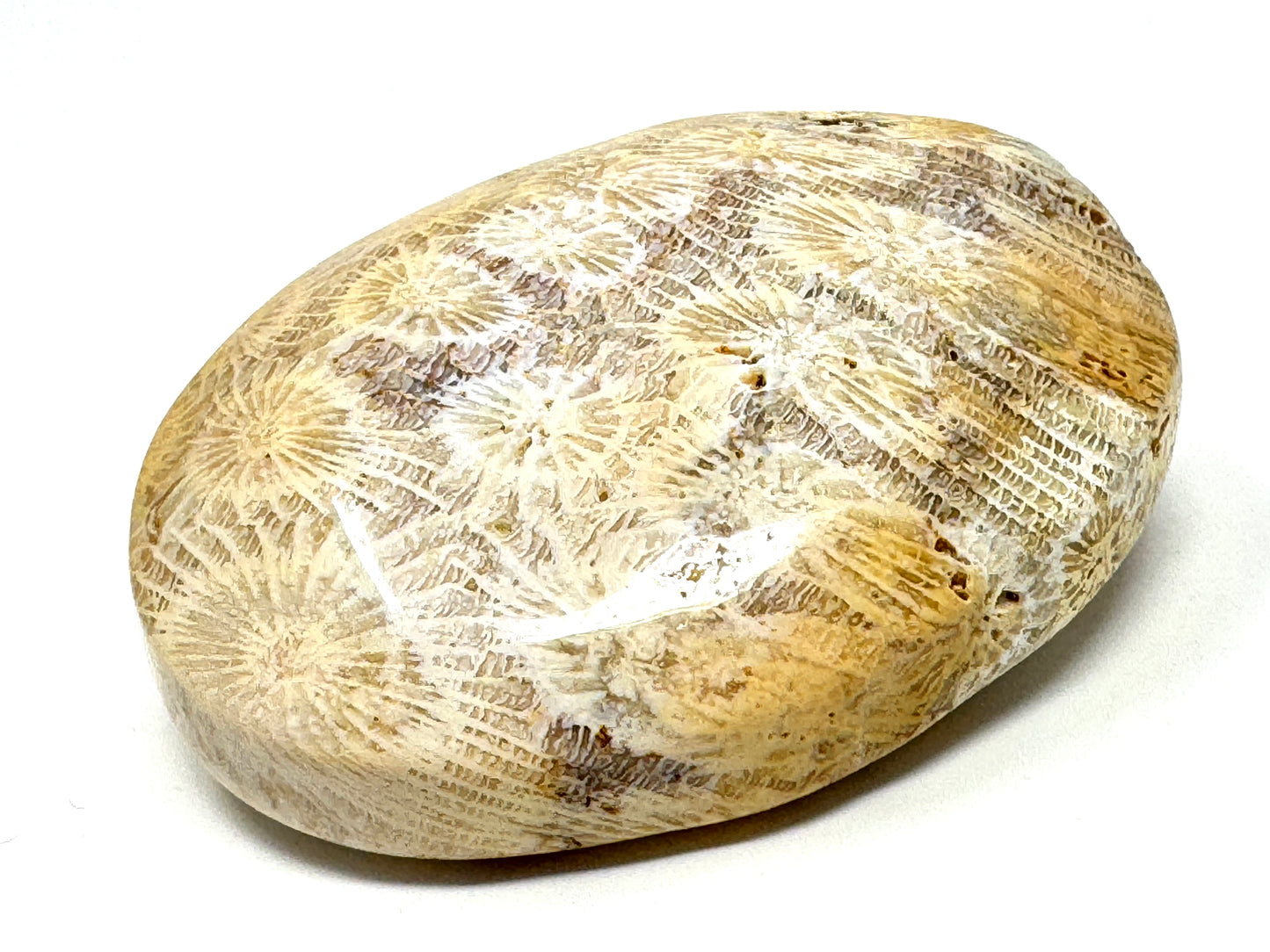 Fossil Coral Pebble 7.1cm