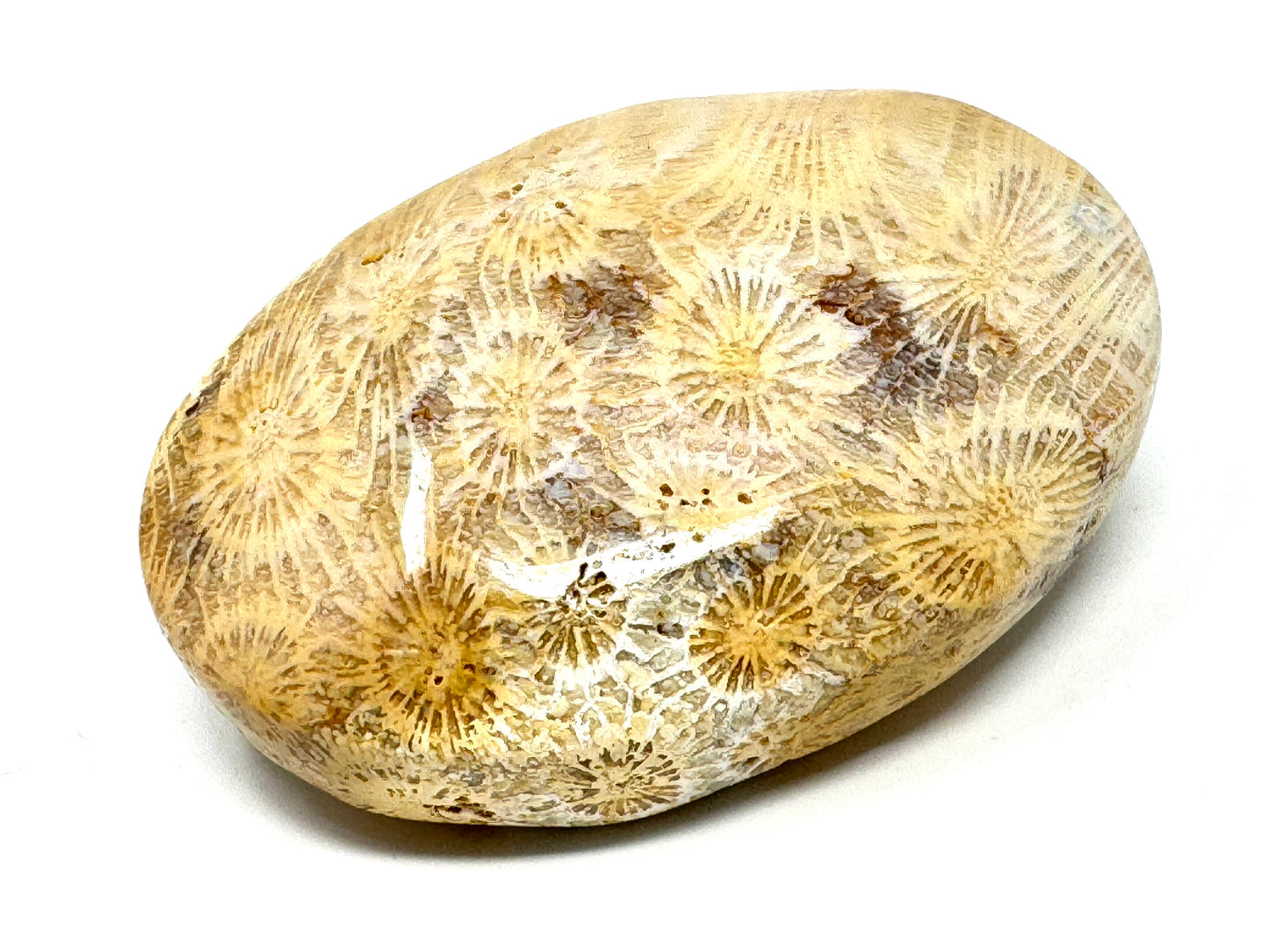 Fossil Coral Pebble 7.1cm
