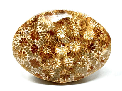 Fossil Coral Pebble 5.8cm