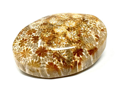 Fossil Coral Pebble 5.8cm