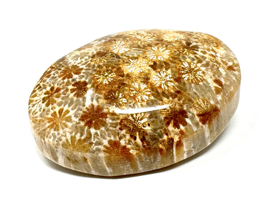 Fossil Coral Pebble 5.8cm
