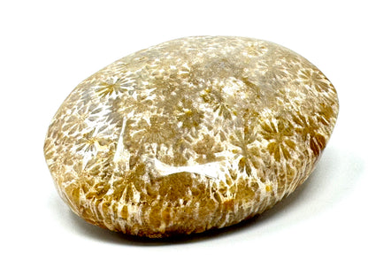 Fossil Coral Pebble 5.8cm