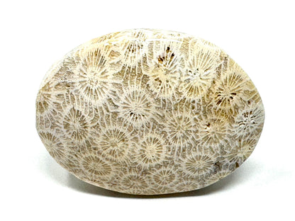 Fossil Coral Pebble 6.7cm
