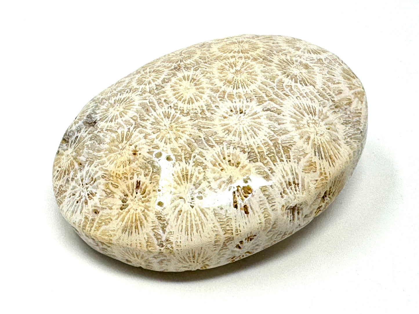 Fossil Coral Pebble 6.7cm