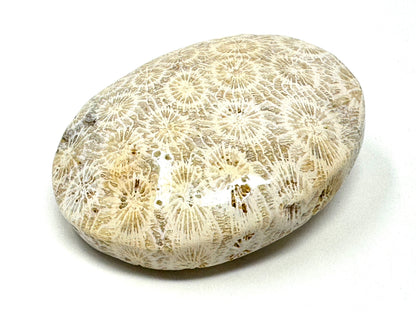 Fossil Coral Pebble 6.7cm
