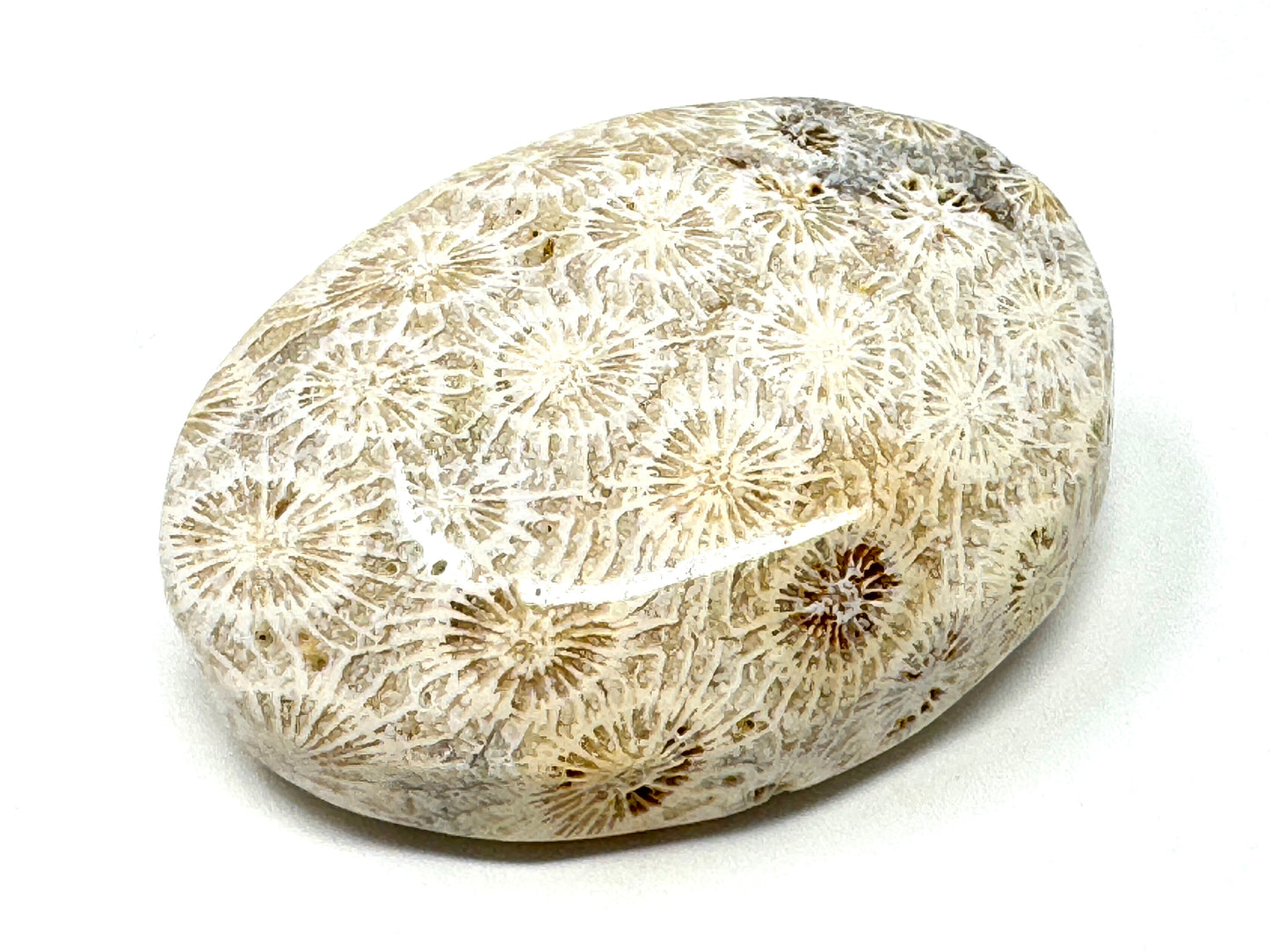 Fossil Coral Pebble 6.7cm