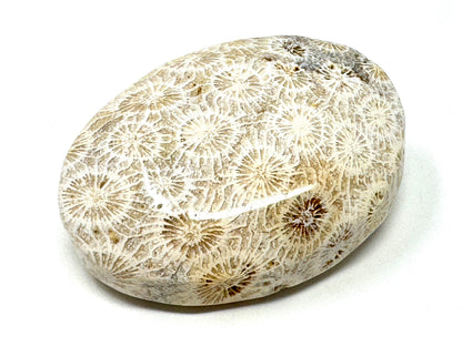 Fossil Coral Pebble 6.7cm