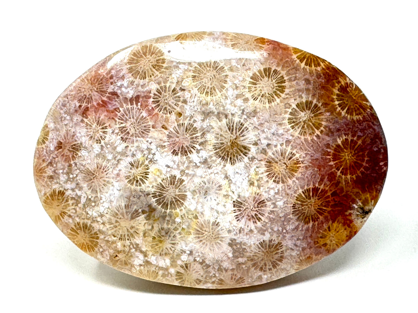 Fossil Coral Pebble 6.8cm