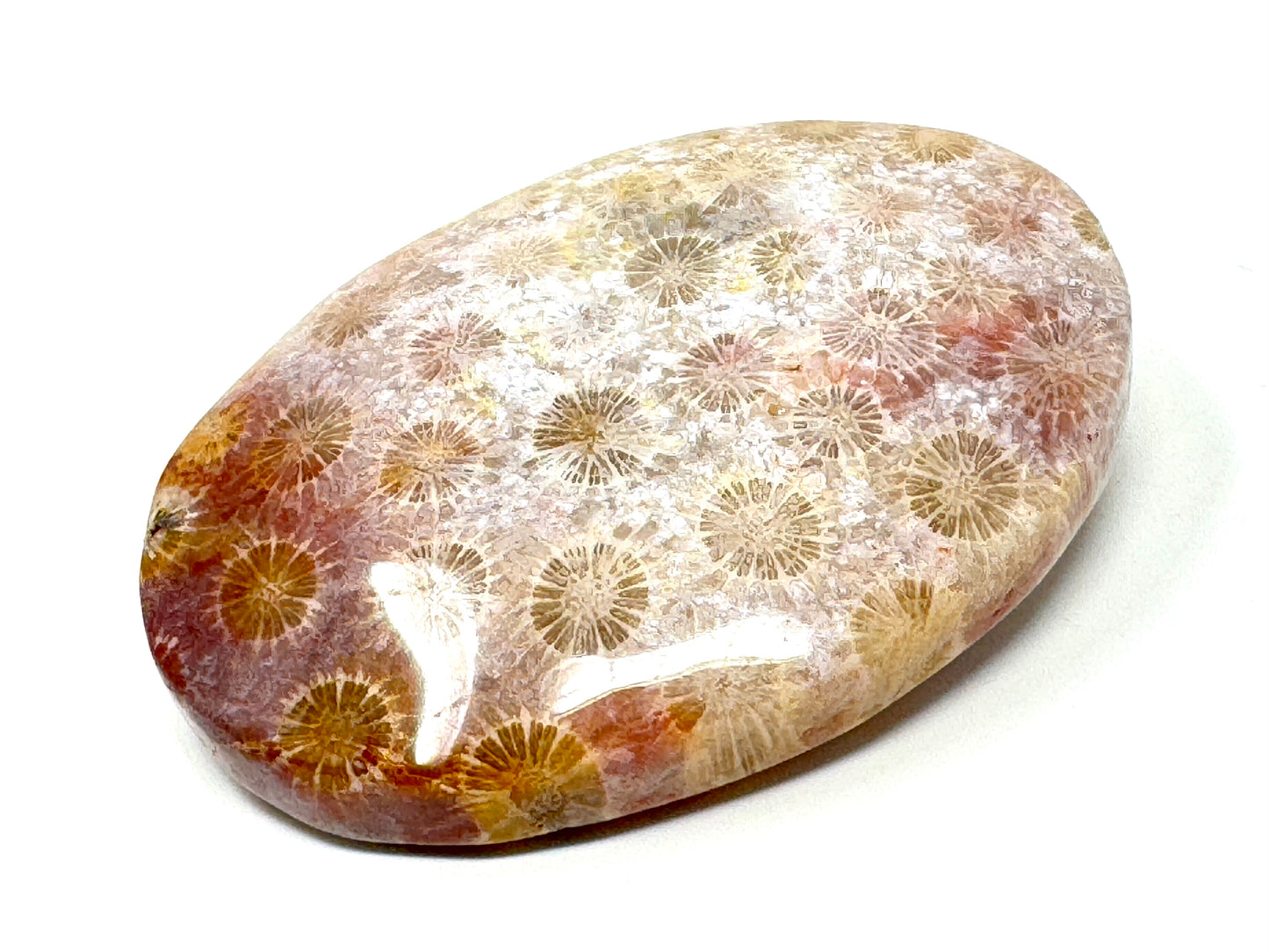 Fossil Coral Pebble 6.8cm