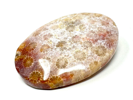 Fossil Coral Pebble 6.8cm