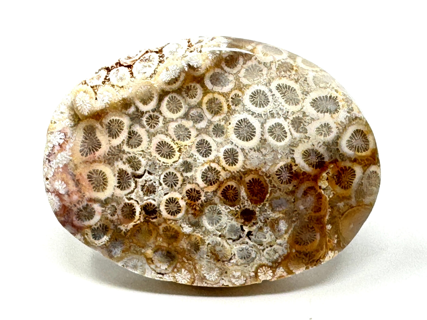 Fossil Coral Pebble 6.1cm