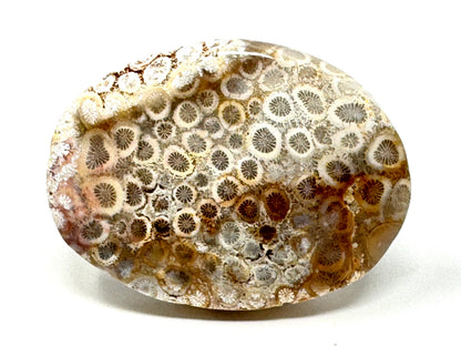 Fossil Coral Pebble 6.1cm