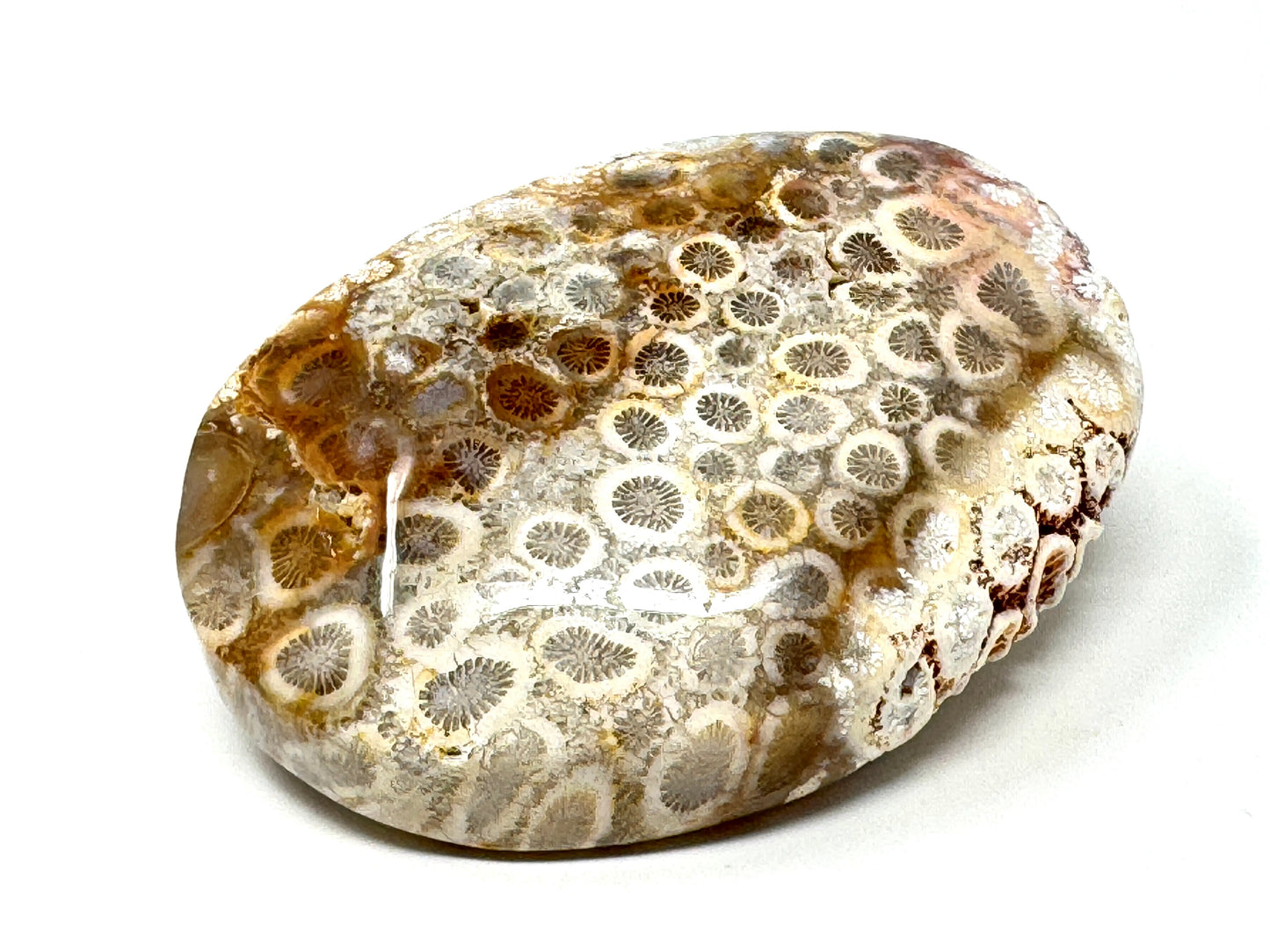 Fossil Coral Pebble 6.1cm