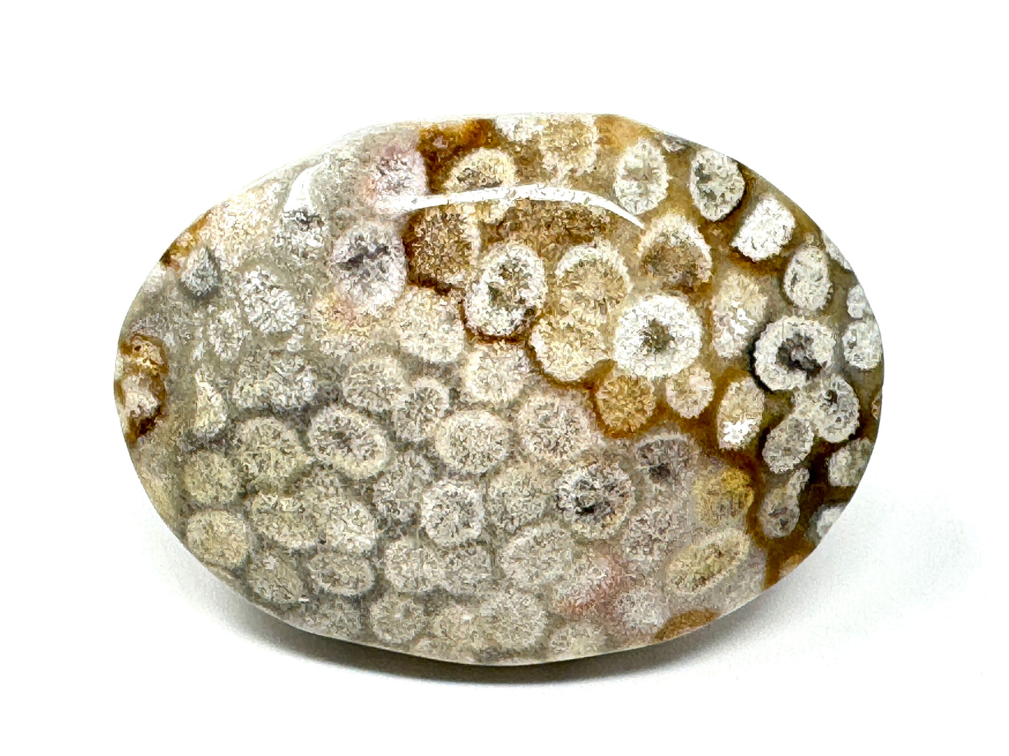 Fossil Coral Pebble 6.4cm