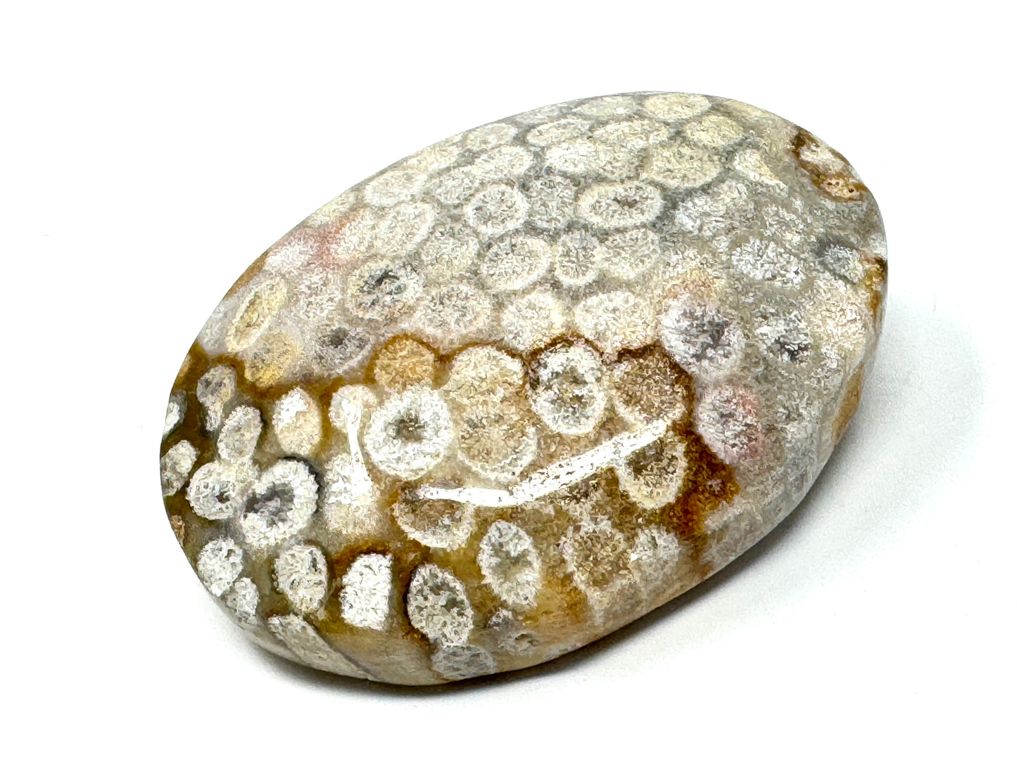 Fossil Coral Pebble 6.4cm