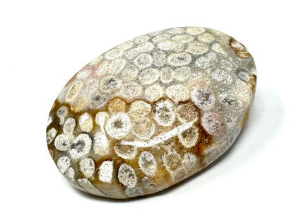 Fossil Coral Pebble 6.4cm