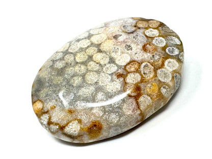 Fossil Coral Pebble 6.4cm