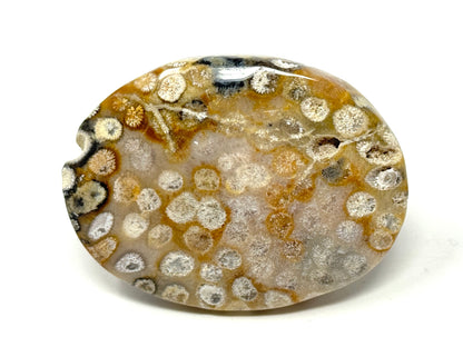 Fossil Coral Pebble 6.3cm