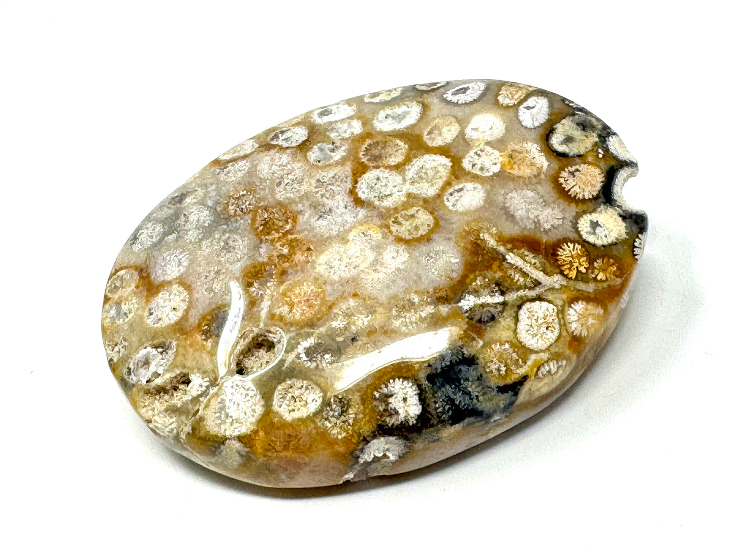 Fossil Coral Pebble 6.3cm