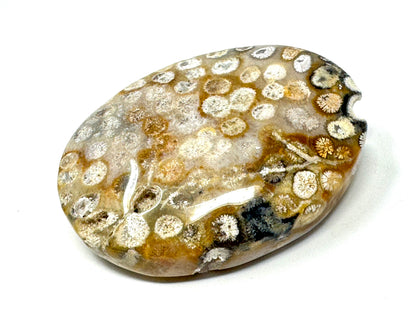 Fossil Coral Pebble 6.3cm