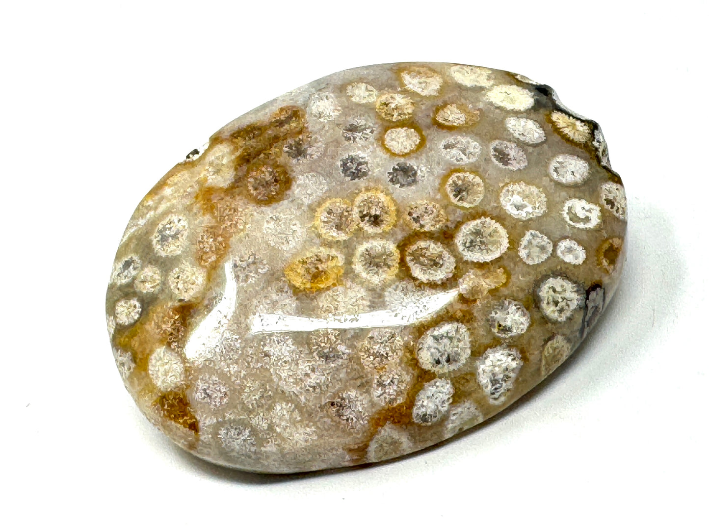 Fossil Coral Pebble 6.3cm