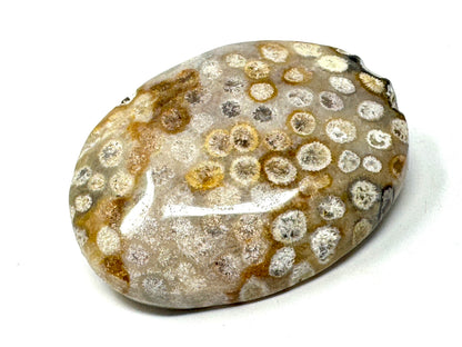 Fossil Coral Pebble 6.3cm