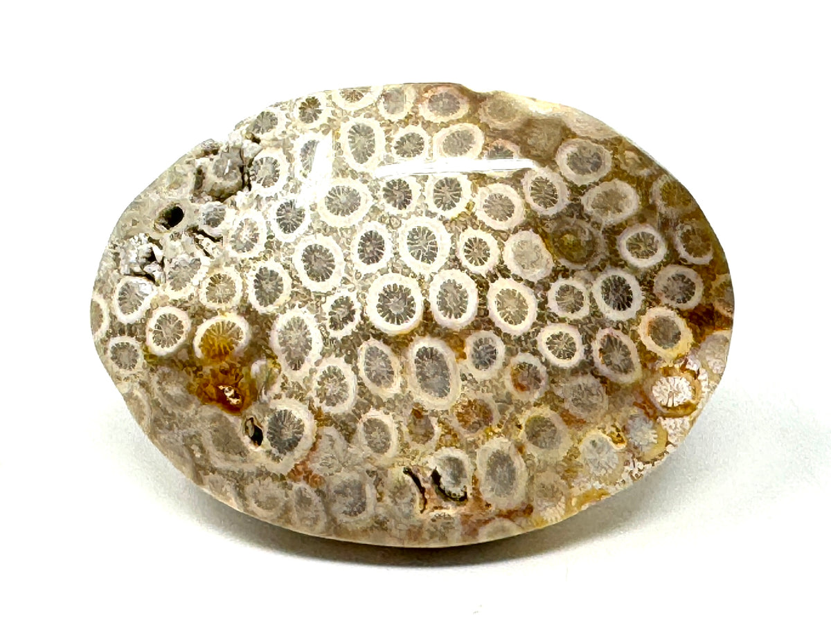 Fossil Coral Pebble 6.8cm