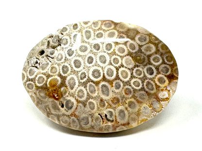 Fossil Coral Pebble 6.8cm