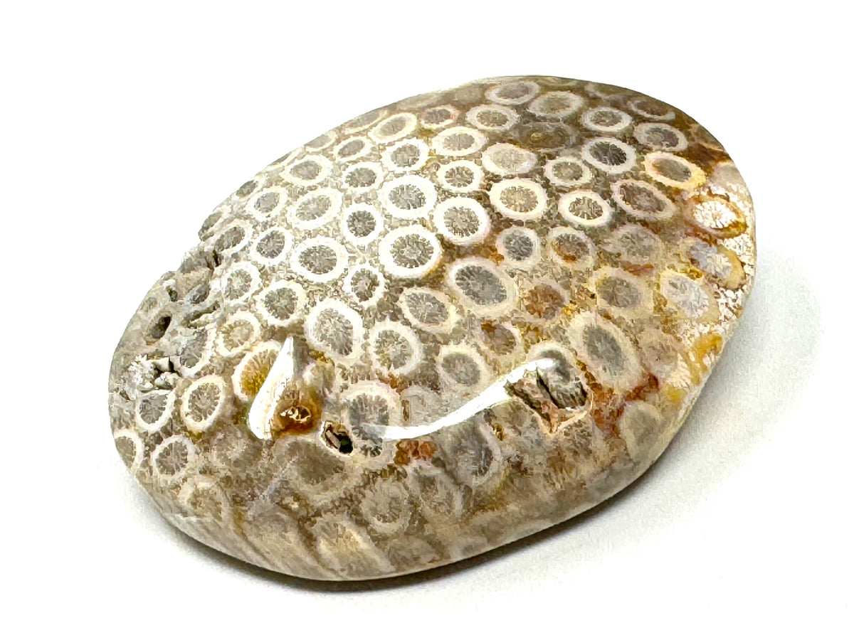 Fossil Coral Pebble 6.8cm