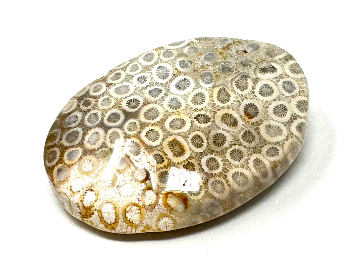 Fossil Coral Pebble 6.8cm