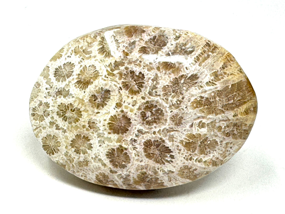 Fossil Coral Pebble 6.2cm