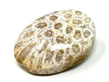 Fossil Coral Pebble 6.2cm