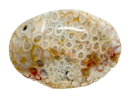 Fossil Coral Pebble 6.4cm
