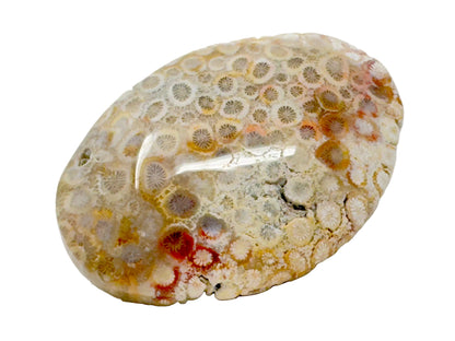 Fossil Coral Pebble 6.4cm