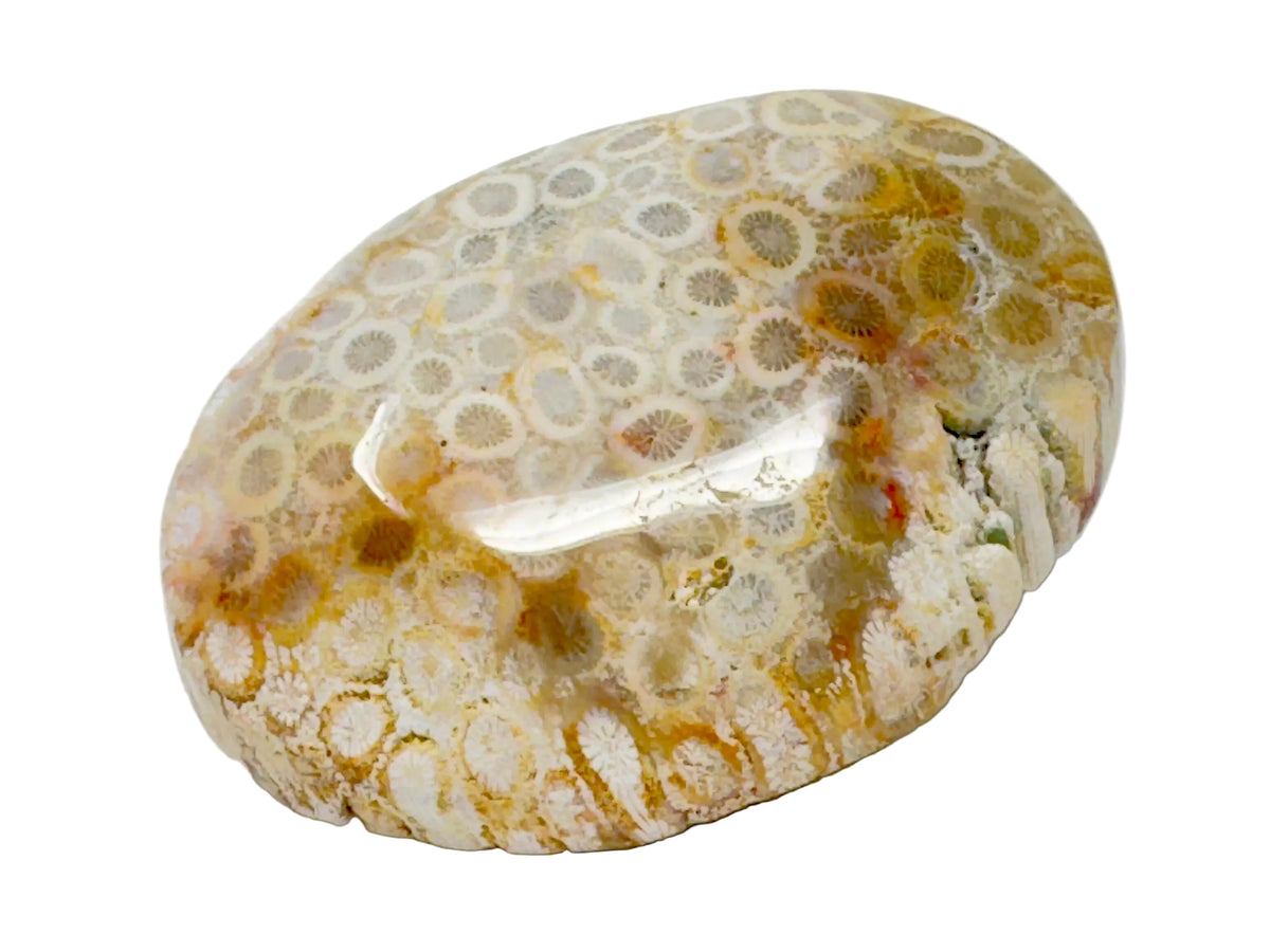 Fossil Coral Pebble 6.4cm