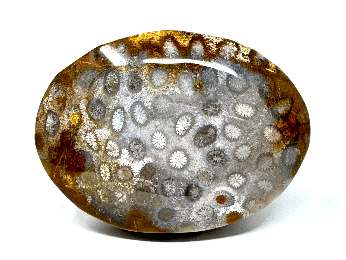 Fossil Coral Pebble 6.5cm