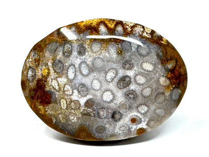 Fossil Coral Pebble 6.5cm