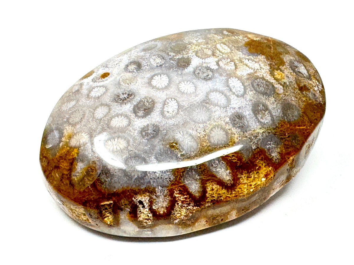 Fossil Coral Pebble 6.5cm