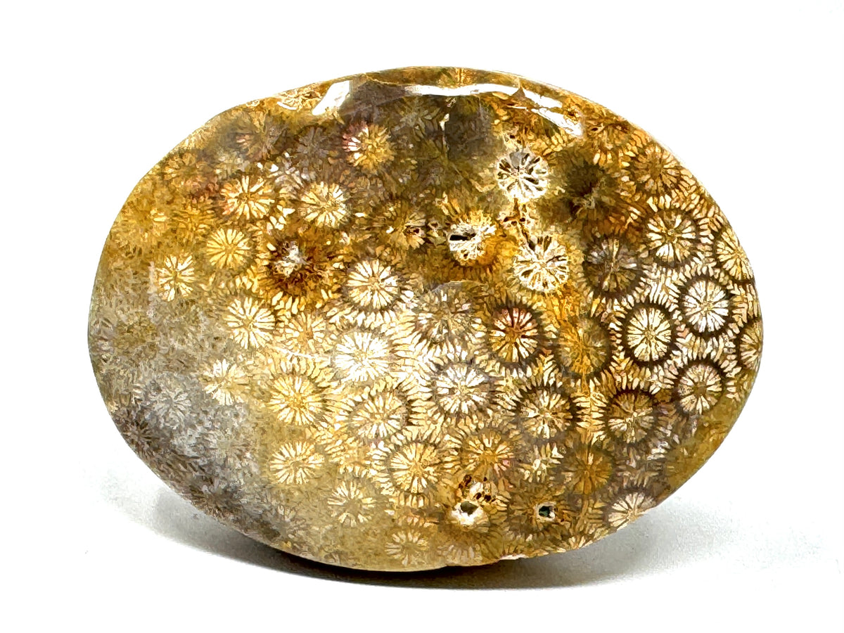 Fossil Coral Pebble 6.5cm