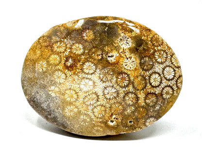 Fossil Coral Pebble 6.5cm