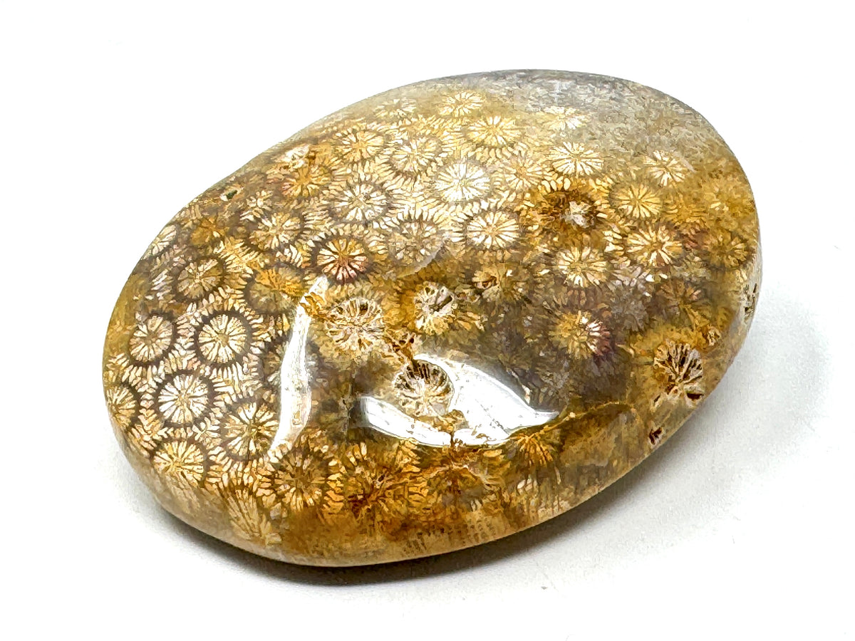 Fossil Coral Pebble 6.5cm