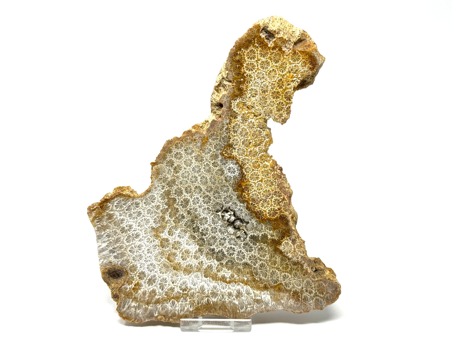 Large Fossil Coral Slice 19.4cm