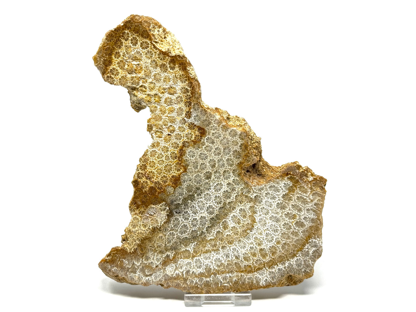Large Fossil Coral Slice 19.4cm