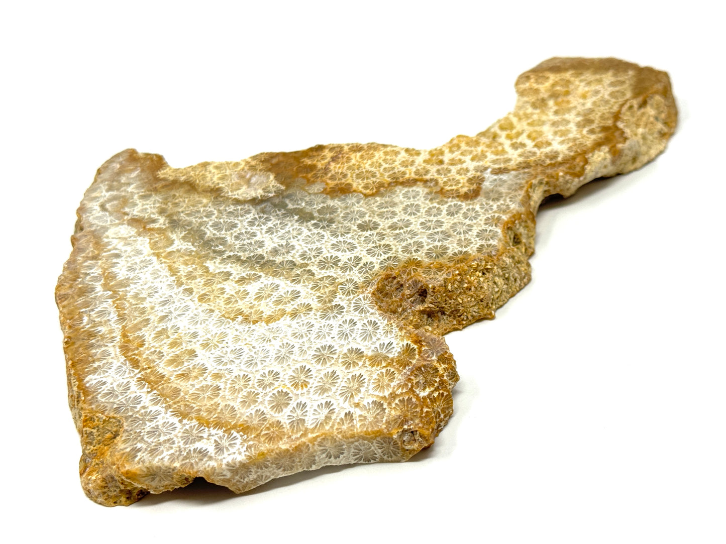 Large Fossil Coral Slice 19.4cm